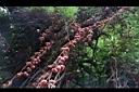雙輪瓜-紅果26.JPG