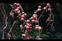 雙輪瓜-紅果31.JPG