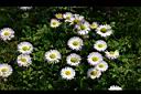 雛菊-花09.jpg