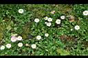雛菊-花13.jpg