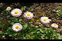 雛菊-花19.jpg