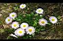 雛菊-花25.jpg