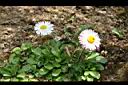 雛菊-花26.jpg