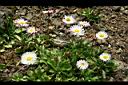 雛菊06.jpg