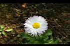 雛菊-花04.jpg