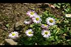 雛菊-花07.jpg