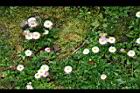 雛菊-花12.jpg