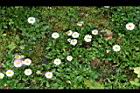 雛菊-花16.jpg