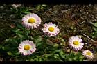 雛菊-花18.jpg