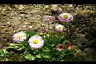 雛菊-花21.jpg