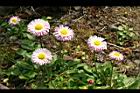 雛菊-花22.jpg