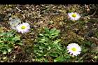 雛菊-花23.jpg
