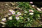雛菊-花27.jpg