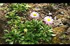 雛菊03.jpg