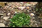 雛菊07.jpg