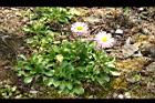 雛菊08.jpg