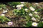 雛菊09.jpg