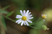 馬蘭-花2.JPG