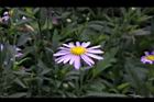 馬蘭-花00.jpg