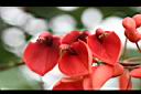 雞冠刺桐-花.jpg