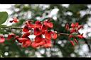 雞冠刺桐-花06.jpg