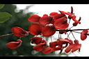 雞冠刺桐-花08.jpg