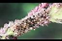 雞冠花-實2.jpg