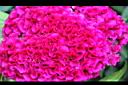 雞冠花-花00.jpg