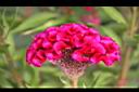 雞冠花-花03.jpg