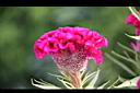 雞冠花-花06.jpg