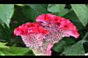 雞冠花-花09.jpg