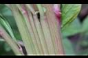 雞冠花-莖00.jpg