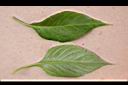 雞冠花-葉1.jpg