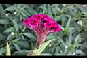 雞冠花03.jpg