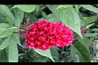 雞冠花-花01.jpg