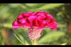 雞冠花-花02.jpg