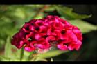 雞冠花-花04.jpg
