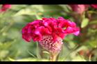雞冠花-花05.jpg