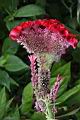 雞冠花-花07.jpg