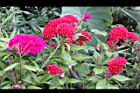 雞冠花-花11.jpg