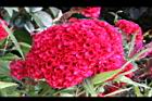 雞冠花-花12.jpg