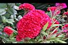 雞冠花-花15.jpg