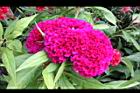 雞冠花-花16.jpg