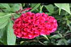 雞冠花-花18.jpg