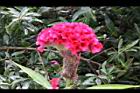 雞冠花-花20.jpg