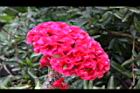 雞冠花-花21.jpg