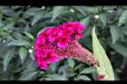 雞冠花-花22.jpg