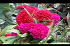 雞冠花-花23.jpg