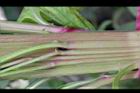 雞冠花-莖01.jpg