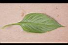 雞冠花-葉背0.jpg